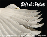 Birds of A Feather
