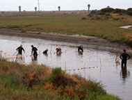 Scientists sampling