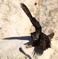 Great Horned Owl