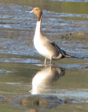 Image of male Northern Pintail