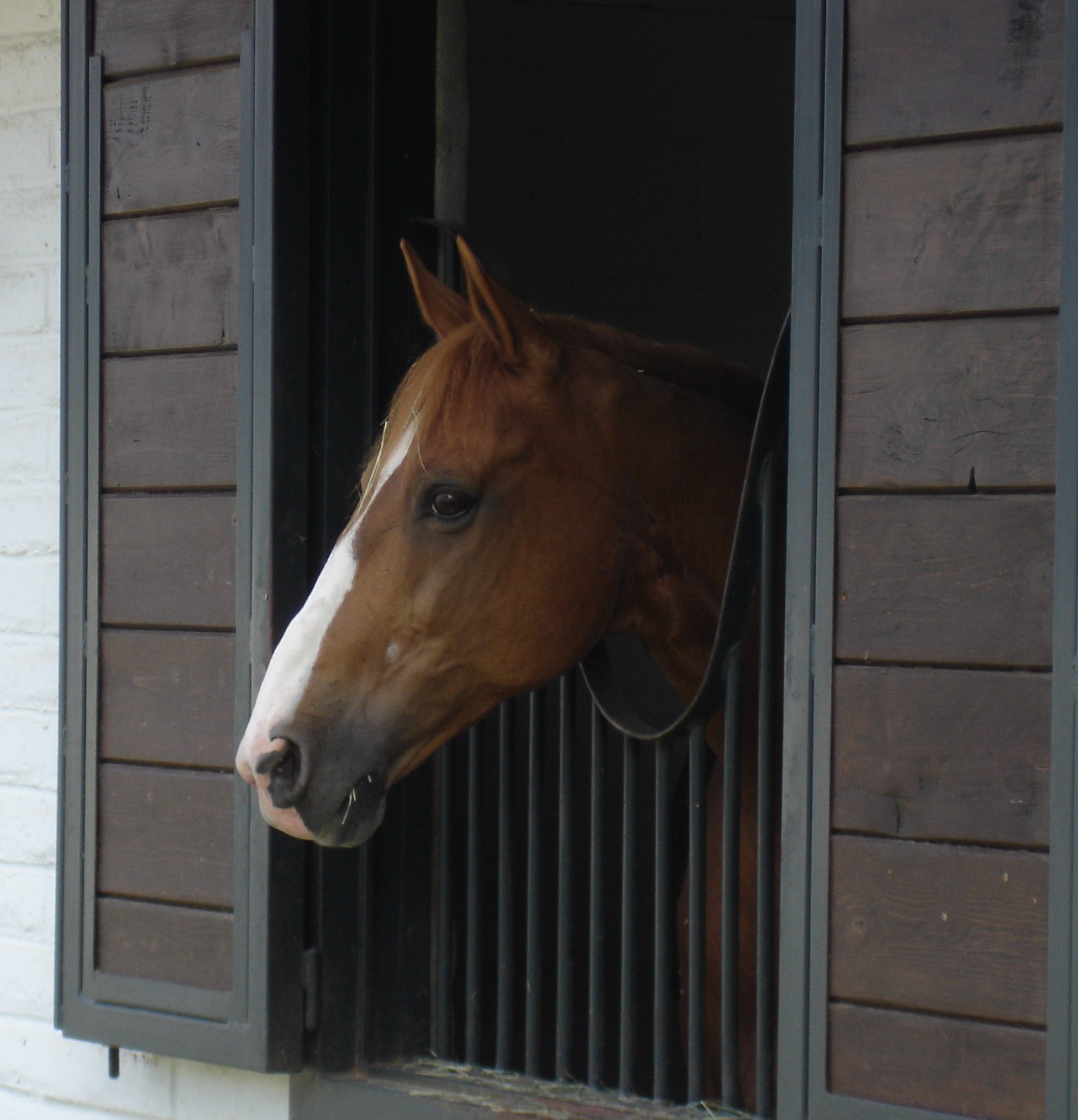 Horse.JPG