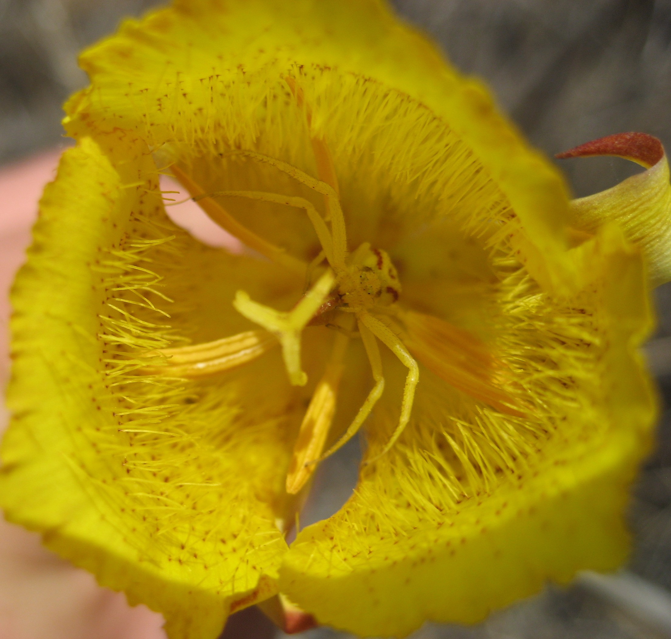 Photo of the Week winner - lily and spider.jpg