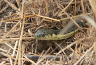 Two-striped garter sname