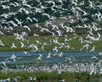 Terns