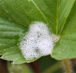 Spittlebug