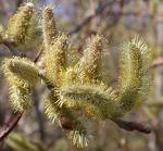 Willow catkins