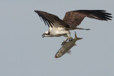 Osprey with prey