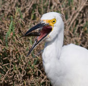 Snowy Egret with breakfast