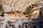 Photo of the Week: Gopher Snake by Ron Ham